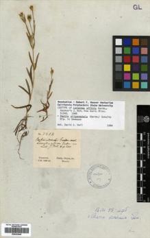 Type specimen at Edinburgh (E). Gardner, George: 2213. Barcode: E00433048.