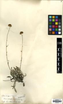 Type specimen at Edinburgh (E). Schaffner, W.: 348. Barcode: E00433053.