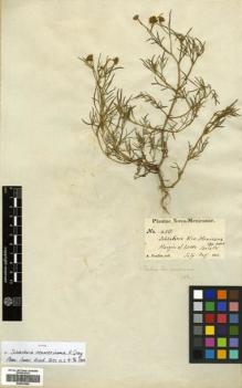 Type specimen at Edinburgh (E). Fendler, August: 458. Barcode: E00433062.