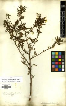 Type specimen at Edinburgh (E). Wallich, Nathaniel: 3234/344. Barcode: E00433064.