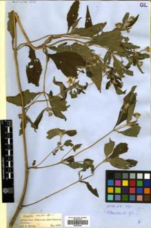 Type specimen at Edinburgh (E). Spruce, Richard: . Barcode: E00433066.