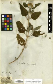 Type specimen at Edinburgh (E). Gardner, George: 3847. Barcode: E00433068.