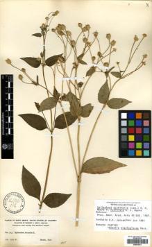 Type specimen at Edinburgh (E). Smith, Herbert: 513. Barcode: E00433073.