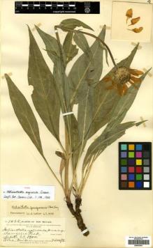 Type specimen at Edinburgh (E). Metcalfe, Orrick: 1435. Barcode: E00433081.