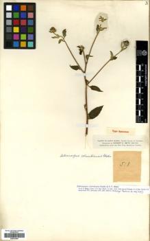 Type specimen at Edinburgh (E). Smith, Herbert: 518. Barcode: E00433084.