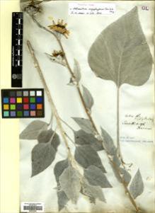 Type specimen at Edinburgh (E). Drummond, Thomas: 196. Barcode: E00433086.