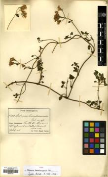 Type specimen at Edinburgh (E). Fuertes, Miguel: 1299. Barcode: E00433101.