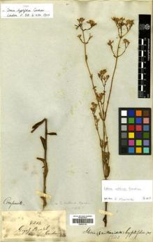 Type specimen at Edinburgh (E). Gardner, George: 4203. Barcode: E00433102.
