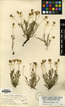 Type specimen at Edinburgh (E). Metcalfe, Orrick: 1440. Barcode: E00433116.