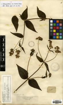 Type specimen at Edinburgh (E). Triana, Jose: 1418. Barcode: E00433117.