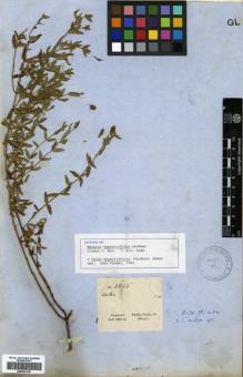 Type specimen at Edinburgh (E). Gardner, George: 3855. Barcode: E00433118.