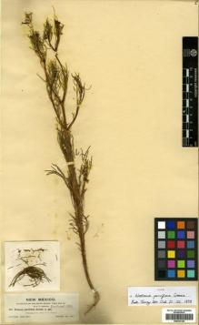 Type specimen at Edinburgh (E). Wooton, Elmer: 393. Barcode: E00433120.