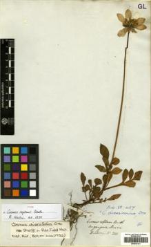 Type specimen at Edinburgh (E). Hartweg, Karl: 310. Barcode: E00433121.
