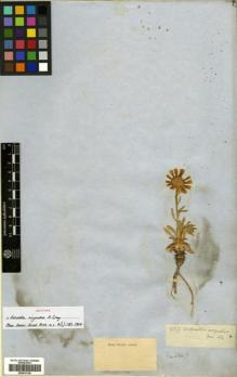 Type specimen at Edinburgh (E). Fendler, August: 457. Barcode: E00433128.