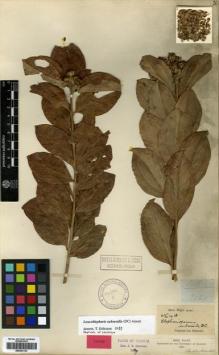 Type specimen at Edinburgh (E). Wight, Robert: 1418. Barcode: E00433133.