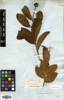 Type specimen at Edinburgh (E). Wight, Robert: 1418/126. Barcode: E00433134.
