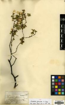 Type specimen at Edinburgh (E). Pringle, Cyrus: 143. Barcode: E00433137.
