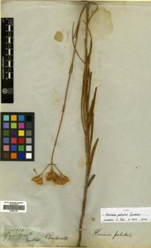 Type specimen at Edinburgh (E). Gardner, George: 3836. Barcode: E00433146.