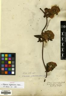 Type specimen at Edinburgh (E). Hartweg, Karl: 1175. Barcode: E00433147.