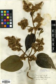 Type specimen at Edinburgh (E). Hartweg, Karl: 1108. Barcode: E00433148.