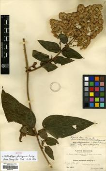 Type specimen at Edinburgh (E). Bang, Miguel: 1419. Barcode: E00433149.