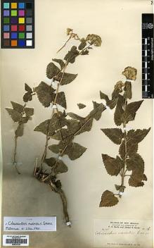 Type specimen at Edinburgh (E). Earle, Franklin; Earle, Esther: 161. Barcode: E00433150.