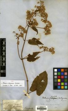 Type specimen at Edinburgh (E). Gardner, George: 3271. Barcode: E00433156.
