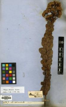 Type specimen at Edinburgh (E). Gardner, George: 4867. Barcode: E00433157.