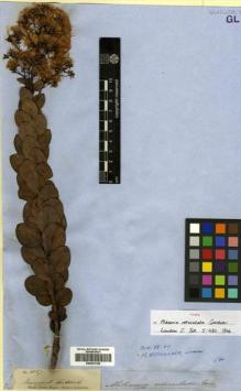 Type specimen at Edinburgh (E). Gardner, George: 4867. Barcode: E00433158.