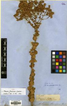 Type specimen at Edinburgh (E). Gardner, George: 4868. Barcode: E00433161.