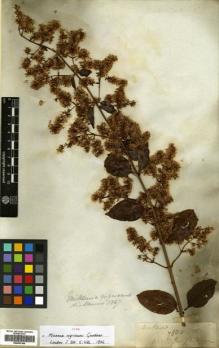 Type specimen at Edinburgh (E). Gardner, George: 780. Barcode: E00433166.