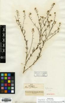 Type specimen at Edinburgh (E). Jameson, William: 892. Barcode: E00433171.