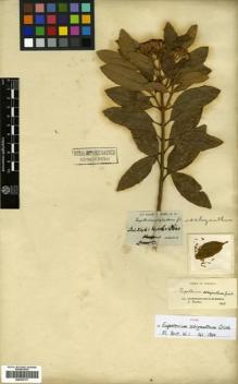 Type specimen at Edinburgh (E). McNab, Gilbert: . Barcode: E00433177.