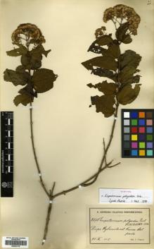 Type specimen at Edinburgh (E). Sintenis, Paul: 2878. Barcode: E00433178.