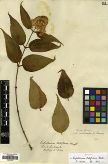 Type specimen at Edinburgh (E). Hartweg, Karl: 534. Barcode: E00433180.