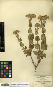 Type specimen at Edinburgh (E). Pringle, Cyrus: 8244. Barcode: E00433183.