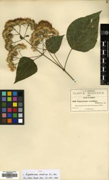 Type specimen at Edinburgh (E). Pringle, Cyrus: 8030. Barcode: E00433191.