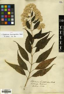 Type specimen at Edinburgh (E). Hartweg, Karl: 588. Barcode: E00433196.