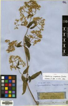 Type specimen at Edinburgh (E). Gardner, George: 4852. Barcode: E00433199.