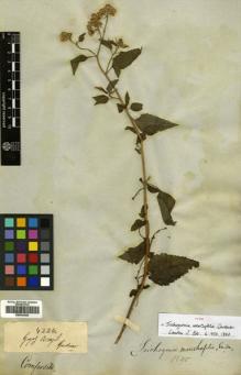 Type specimen at Edinburgh (E). Gardner, George: 4226. Barcode: E00433200.