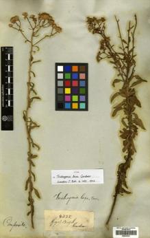 Type specimen at Edinburgh (E). Gardner, George: 4225. Barcode: E00433201.