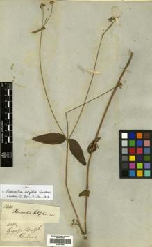 Type specimen at Edinburgh (E). Gardner, George: 3280. Barcode: E00433205.