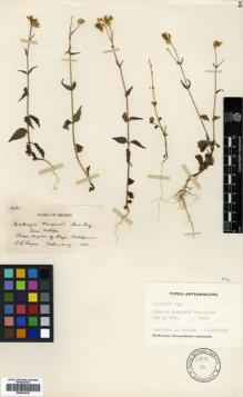 Type specimen at Edinburgh (E). Purpus, Carl: 3961. Barcode: E00433218.