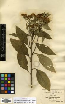 Type specimen at Edinburgh (E). Pringle, Cyrus: 4310. Barcode: E00433226.
