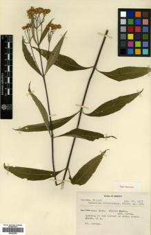 Type specimen at Edinburgh (E). Mexia, Ynes: 1587. Barcode: E00433236.