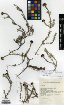 Type specimen at Edinburgh (E). Esterhuysen, Elsie: 28615. Barcode: E00433240.