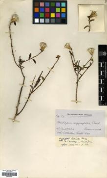 Type specimen at Edinburgh (E). Drummond, James: 63. Barcode: E00433244.