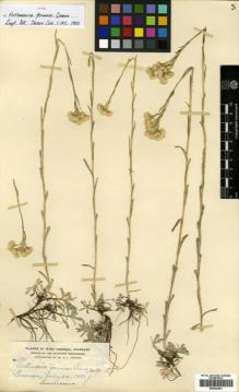 Type specimen at Edinburgh (E). Baker, Charles: 580. Barcode: E00433251.