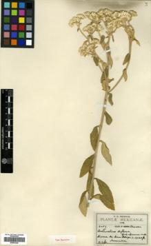 Type specimen at Edinburgh (E). Pringle, Cyrus: 6054. Barcode: E00433256.