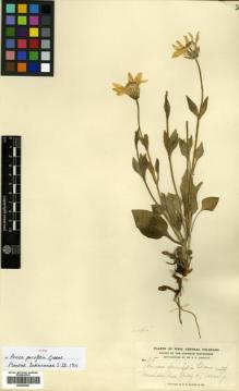 Type specimen at Edinburgh (E). Baker, Charles: 515. Barcode: E00433257.
